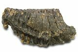Woolly Mammoth Lower M Molar - North Sea Deposits #298470-2